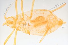 Illinoia maxima by no rights reserved, uploaded by Jesse Rorabaugh. Used under a CC0 license.
