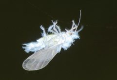 Phyllaphidinae by (c) Steve Kerr, some rights reserved (CC BY), uploaded by Steve Kerr. Used under a CC-BY license.