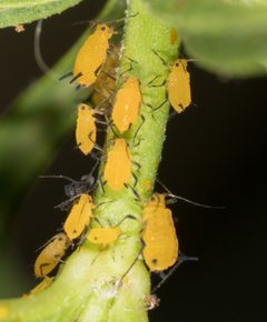 Aphis nerii by no rights reserved, uploaded by Jesse Rorabaugh. Used under a CC0 license.