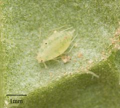 Capitophorus elaeagni by no rights reserved, uploaded by Jesse Rorabaugh. Used under a CC0 license.