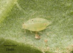 Capitophorus elaeagni by no rights reserved, uploaded by Jesse Rorabaugh. Used under a CC0 license.
