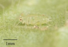 Capitophorus elaeagni by no rights reserved, uploaded by Jesse Rorabaugh. Used under a CC0 license.