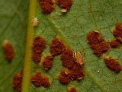Liosomaphis by (c) Alexis Tinker-Tsavalas, some rights reserved (CC BY), uploaded by Alexis Tinker-Tsavalas. Used under a CC-BY license.