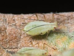 Macrosiphoniella ludovicianae by no rights reserved, uploaded by Jesse Rorabaugh. Used under a CC0 license.