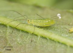 Macrosiphum californicum by no rights reserved, uploaded by Jesse Rorabaugh. Used under a CC0 license.