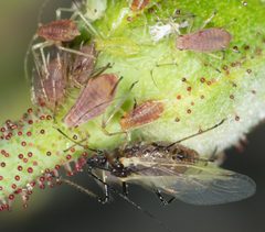 Macrosiphum by no rights reserved, uploaded by Jesse Rorabaugh. Used under a CC0 license.