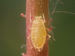 Myzaphis rosarum by (c) Alexis Tinker-Tsavalas, some rights reserved (CC BY), uploaded by Alexis Tinker-Tsavalas. Used under a CC-BY license.
