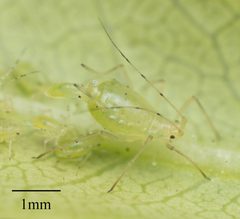 Wahlgreniella nervata by no rights reserved, uploaded by Jesse Rorabaugh. Used under a CC0 license.