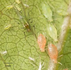 Wahlgreniella nervata by no rights reserved, uploaded by Jesse Rorabaugh. Used under a CC0 license.