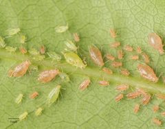 Wahlgreniella nervata by no rights reserved, uploaded by Jesse Rorabaugh. Used under a CC0 license.