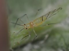 Calaphis betulaecolens by no rights reserved, uploaded by Adam Kranz. Used under a CC0 license.