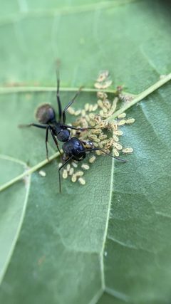 Periphyllus by (c) Zihao Wang, some rights reserved (CC BY), uploaded by Zihao Wang. Used under a CC-BY license.