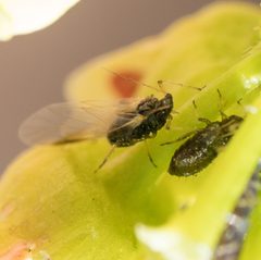 Periphyllus testudinaceus by no rights reserved, uploaded by Jesse Rorabaugh. Used under a CC0 license.