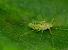 Drepanosiphum by (c) Steve Kerr, some rights reserved (CC BY), uploaded by Steve Kerr. Used under a CC-BY license.
