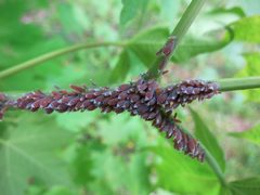 Neoprociphilus by (c) Evan M. Raskin, some rights reserved (CC BY), uploaded by Evan M. Raskin. Used under a CC-BY license.
