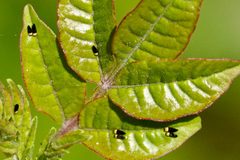 Calophya nigripennis by (c) Louise Woodrich, some rights reserved (CC BY), uploaded by Louise Woodrich. Used under a CC-BY license.