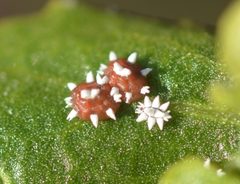 Ceroplastes by (c) Cricket Raspet, some rights reserved (CC BY), uploaded by Cricket Raspet. Used under a CC-BY license.