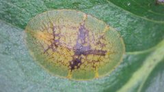 Coccus by no rights reserved, uploaded by Ross Mounce. Used under a CC0 license.