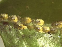 Coccus viridis by (c) aubrey_moore, some rights reserved (CC BY), uploaded by aubrey_moore. Used under a CC-BY license.