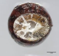Eulecanium kunoense by (c) Don Loarie, some rights reserved (CC BY), uploaded by Don Loarie. Used under a CC-BY license.