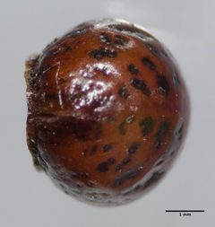 Eulecanium kunoense by (c) Don Loarie, some rights reserved (CC BY), uploaded by Don Loarie. Used under a CC-BY license.