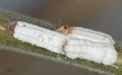 Pulvinaria floccifera by no rights reserved, uploaded by Jesse Rorabaugh. Used under a CC0 license.