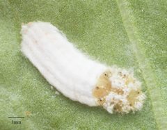 Pulvinaria floccifera by no rights reserved, uploaded by Jesse Rorabaugh. Used under a CC0 license.