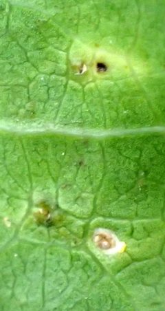 Diaspidiotus liquidambaris by (c) mfeaver, some rights reserved (CC BY), uploaded by mfeaver. Used under a CC-BY license.