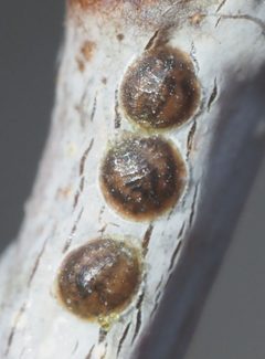 Lecanodiaspididae by no rights reserved, uploaded by Adam Kranz. Used under a CC0 license.