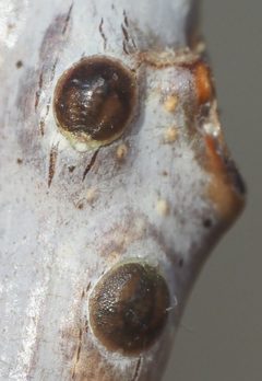 Lecanodiaspididae by no rights reserved, uploaded by Adam Kranz. Used under a CC0 license.