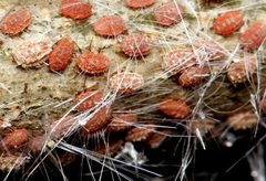 Monophlebidae by (c) Wynand Uys, some rights reserved (CC BY), uploaded by Wynand Uys. Used under a CC-BY license.