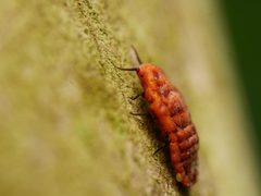 Monophlebidae by (c) Alexis Tinker-Tsavalas, some rights reserved (CC BY), uploaded by Alexis Tinker-Tsavalas. Used under a CC-BY license.