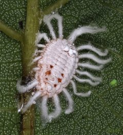 Monophlebidae by (c) portioid, some rights reserved (CC BY), uploaded by portioid. Used under a CC-BY license.