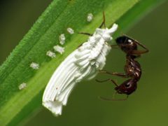 Ortheziidae by (c) Katja Schulz, some rights reserved (CC BY). Used under a CC-BY license.