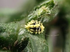 Nipaecoccus aurilanatus by (c) Grey Smith, some rights reserved (CC BY), uploaded by Grey Smith. Used under a CC-BY license.