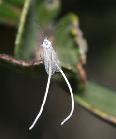 Putoidae by (c) Andrew Meeds, some rights reserved (CC BY), uploaded by Andrew Meeds. Used under a CC-BY license.