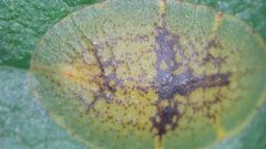 Coccus hesperidum by no rights reserved, uploaded by Ross Mounce. Used under a CC0 license.
