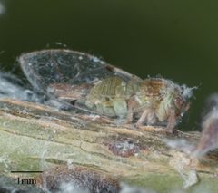 Macrohomotoma gladiata by no rights reserved, uploaded by Jesse Rorabaugh. Used under a CC0 license.