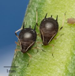 Aphidoidea by no rights reserved, uploaded by Jesse Rorabaugh. Used under a CC0 license.
