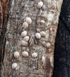 Lecanodiaspis by (c) Zihao Wang, some rights reserved (CC BY), uploaded by Zihao Wang. Used under a CC-BY license.