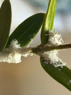 Euphyllura olivina by (c) Christina, some rights reserved (CC BY), uploaded by Christina. Used under a CC-BY license.