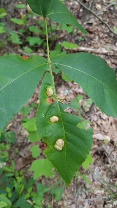 Phylloxera auburnensis by (c) Leigha Stahl, some rights reserved (CC BY), uploaded by Leigha Stahl. Used under a CC-BY license.