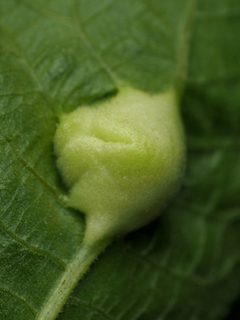 Phylloxera caryaemagna by (c) Katja Schulz, some rights reserved (CC BY), uploaded by Katja Schulz. Used under a CC-BY license.