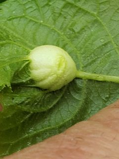 Phylloxera caryaemagna by (c) Mark Richman, some rights reserved (CC BY), uploaded by Mark Richman. Used under a CC-BY license.
