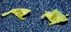 Phylloxera flavoconica by no rights reserved, uploaded by Yann Kemper. Used under a CC0 license.