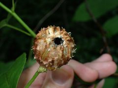 Phylloxera spinosa by (c) John P Friel, some rights reserved (CC BY), uploaded by John P Friel. Used under a CC-BY license.
