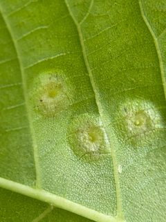 Phylloxera foveola by (c) Emily Summerbell, some rights reserved (CC BY), uploaded by Emily Summerbell. Used under a CC-BY license.