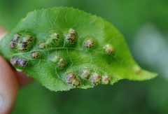 Phylloxera russellae by (c) Jeff Clark, some rights reserved (CC BY), uploaded by Jeff Clark. Used under a CC-BY license.