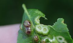 Phylloxera russellae by (c) Jeff Clark, some rights reserved (CC BY), uploaded by Jeff Clark. Used under a CC-BY license.