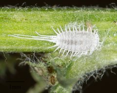 Pseudococcus longispinus by no rights reserved, uploaded by Jesse Rorabaugh. Used under a CC0 license.